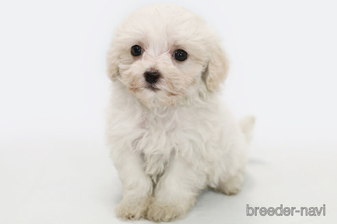 成約済の神奈川県のマルプー:マルチーズ×トイプードル-303396の1枚目